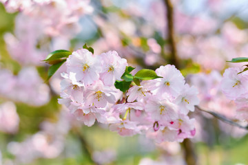 pink sakura or plum flowers in spring on a branch
