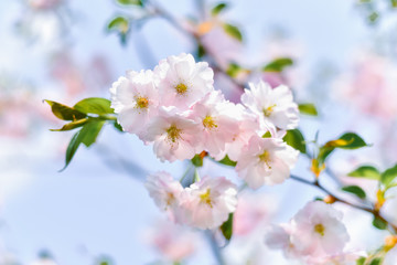 Pink flowers of small-cut plum