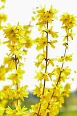 Blooming yellow flowers Forsythia