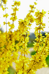Blooming yellow flowers Forsythia