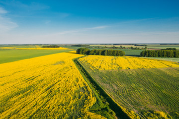 Natural Green Field With Trails Lines In Blooming Canola Yellow Flowers. Top View Of Rape Plant, Rapeseed, Oilseed Field Meadow Grass Landscape