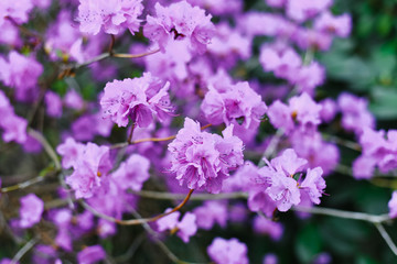 Fototapeta na wymiar Lilac flowers rhododendron bloom in spring