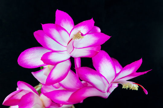 Close up view on a white - pink flowers of the cactus Schlumbergera on a black background