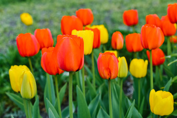 Fototapeta premium Red and yellow tulips bloom