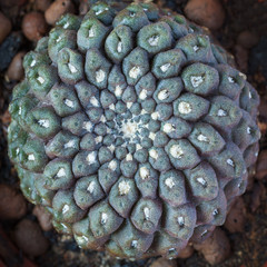 Top view on a cactus neochilenia as background, texture (square aspect ratio)
