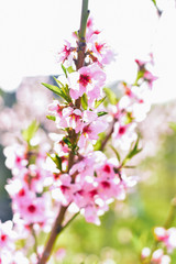 Fototapeta na wymiar Beautifull Apricot blooming tree with fresh pink flowers in the sunlight in spring