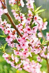 Fototapeta na wymiar Pink apricot flowers on a tree branch in bloom