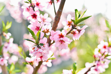 Pink apricot blossom. Pink bloom. Pink flowering