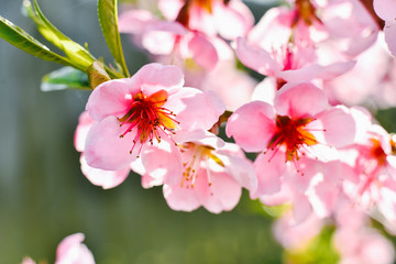 Pink apricot bloSpring branch of apricot tree. Nature in the spring. Apricot flowers. Spring flowering branch.ssom. Pink bloom. Pink flowering