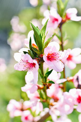 Obraz premium Pink apricot flowers on a tree branch in bloom