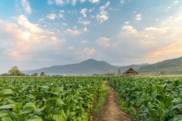 Tobacco field and hut with beautiful mountain hill background, Agriculture in countryside