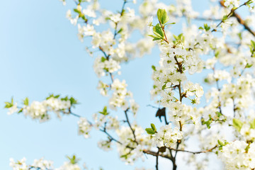 White plum flowers bloom against the blue sky
