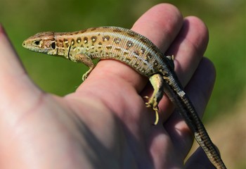 a lizard sitting on palm