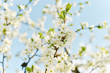 White plum flowers are blooming
