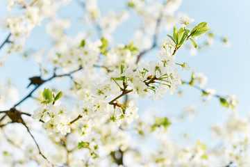 White plum flowers are blooming