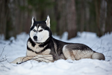 Dog breed Siberian Husky lies on snow in a snowy forest