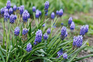 Blue flowers Muscari (mouse hyacinth, viper onion)