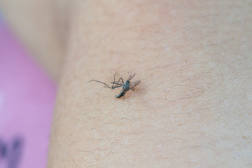 Macro of a dead mosquito on a human skin.