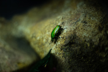 Insetto verde smeraldo metallizzato