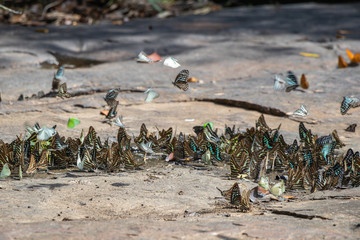 Fototapeta premium Selective focus Butterflies on the ground and flying in nature background.Blurred Tailed Jay butterflies (Graphium agamemnon) in green forest.