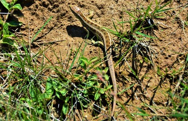 a common lizard on the ground