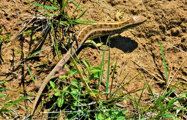 a common lizard on the ground