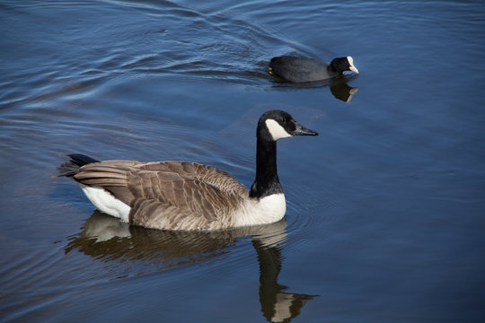 A Canada goose (Branta canadensis) and a Eurasian coot or common coot (Fulica atra) swimming aside in the brackish water of a lake in a park in Munich in Bavaria, Germany