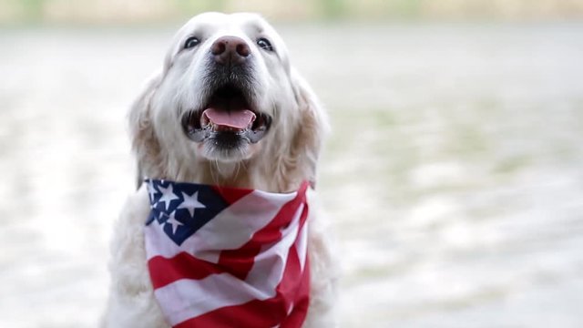 Adult Dog Breed Labrador Posing In A Bandana With The American Flag