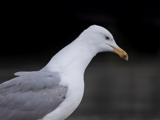 White and grey seagull portrait on dark background