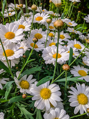 Blüten der Mageriten 