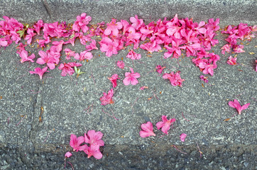 落ちたツツジの花