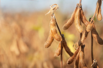 Ripe pods of soybean varieties on the stem of a plant in a field during harvest. Selective focus....