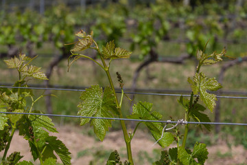 Rows of grapevine plants in italian vineyard - 271059916