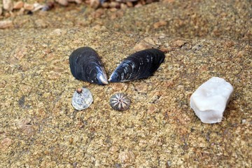 Sea shells and stones on beach