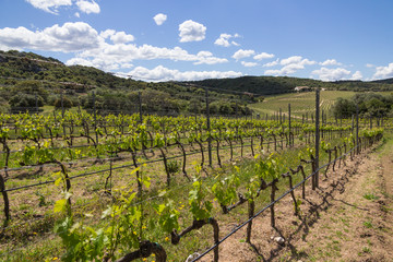 Rows of grapevine plants in italian vineyard - 271059939