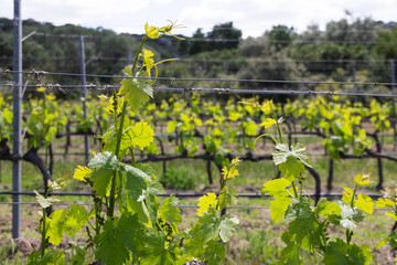Rows of grapevine plants in italian vineyard