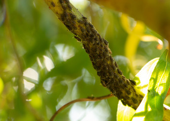 black aphid on the green bark of a tree branch