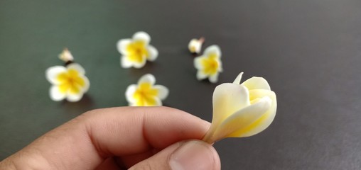 Champaka white flowers on the leather floor.
