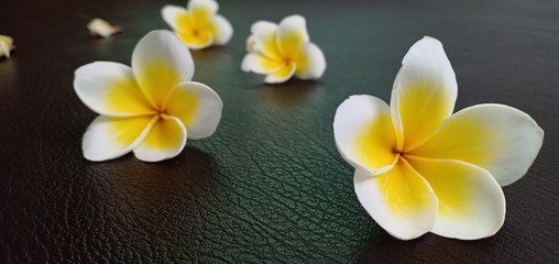 Champaka white flowers on the leather floor.