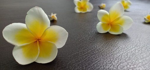Fototapeta na wymiar Champaka white flowers on the leather floor.