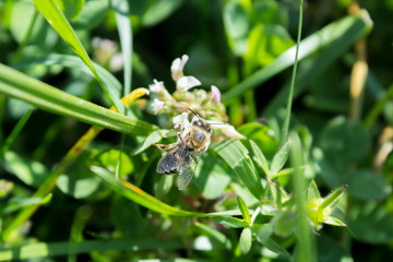 the honey bee is collecting pollen from the flower