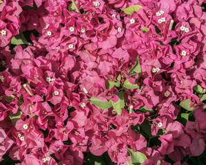 many flowers bougainvillea