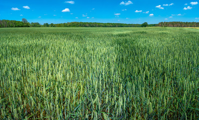 Panoramic view of beautiful farm landscape of green wheat field in late Spring, beginning of Summer in Europe