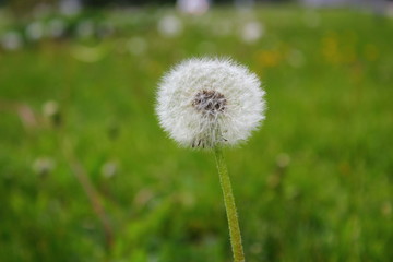 white dandelion close up