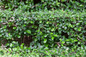 Hokkien tea cut into staircase shapes in the garden.