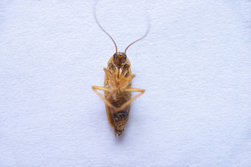 Macro photo of a cockroach close-up in excellent quality. Pest Control.