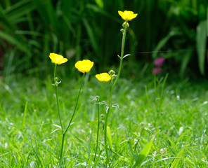 Four Yellow buttercup flowers summer day