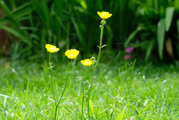 Yellow buttercup flowers summer day