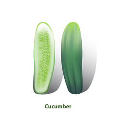 Cucumbers vector on white background