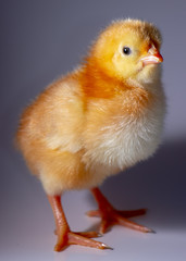 A small yellow chicken on a gray background. Selective focus, close-up